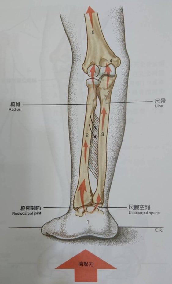 会产生拉扯的力量  这个力量会由韧带和肱桡肌所支撑 换句