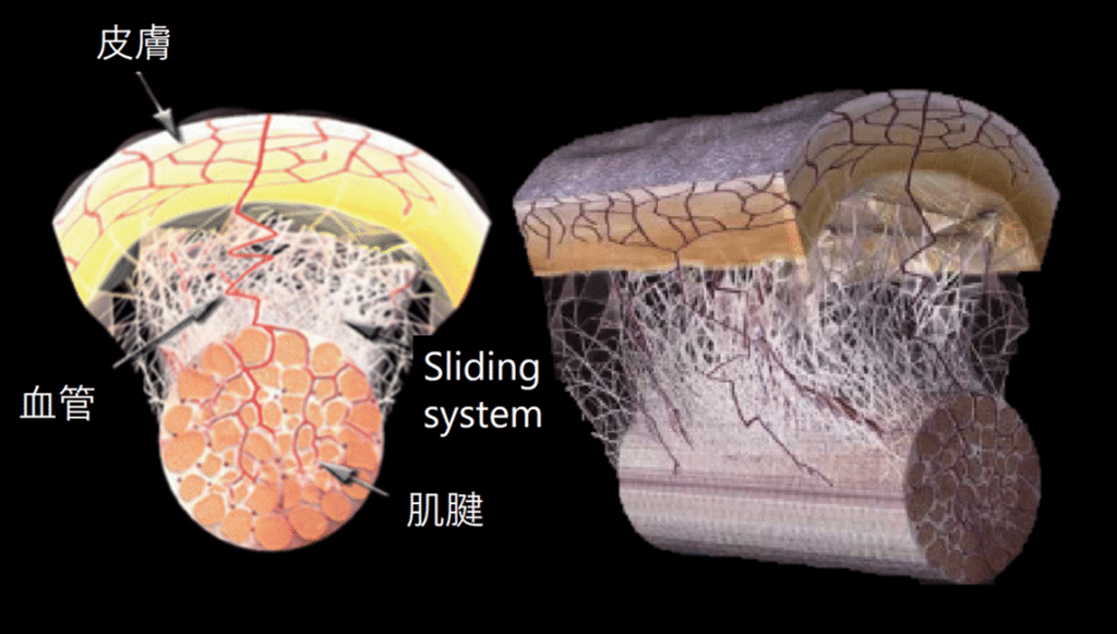 没看过这5张图,别说你了解筋膜?