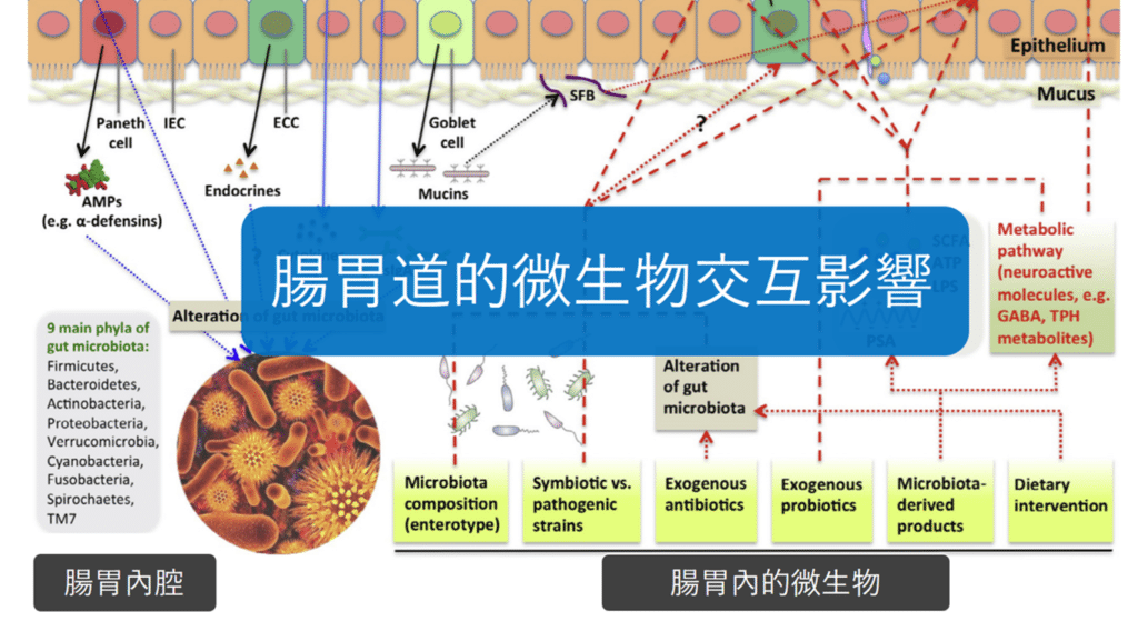 肠胃道的微生物深深地影响著肠胃