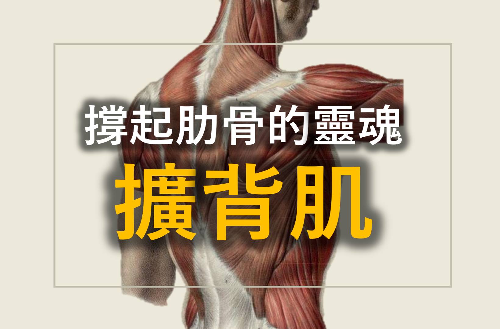 擴背肌latissimus dorsi anatomy