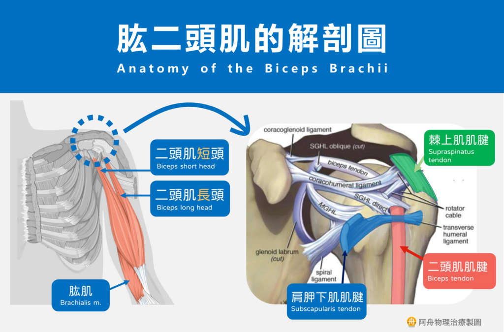肱二頭肌解剖圖