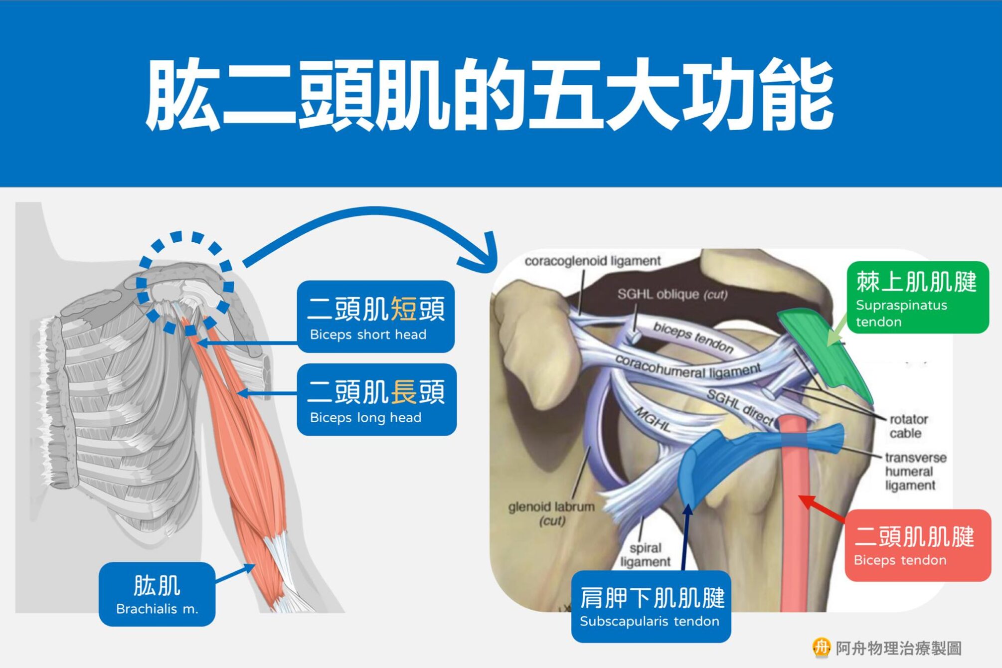 肱二頭肌的五大功能 5 Key Functions of the Biceps Brachii